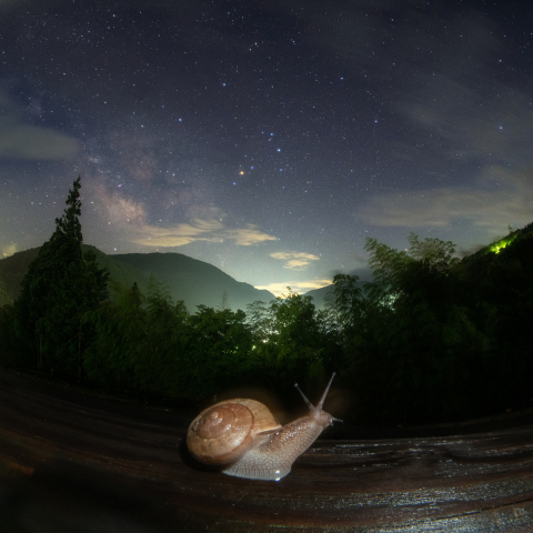 天の川のははきぎ館カタツムリ