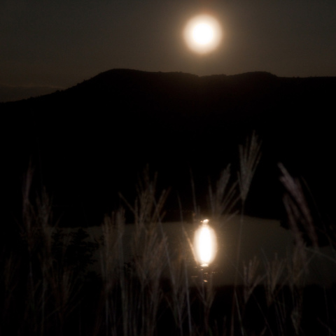 八島が池の月光ススキ
