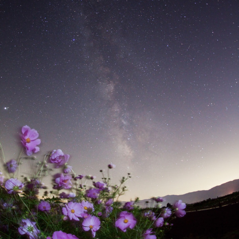 天の川のコスモス
