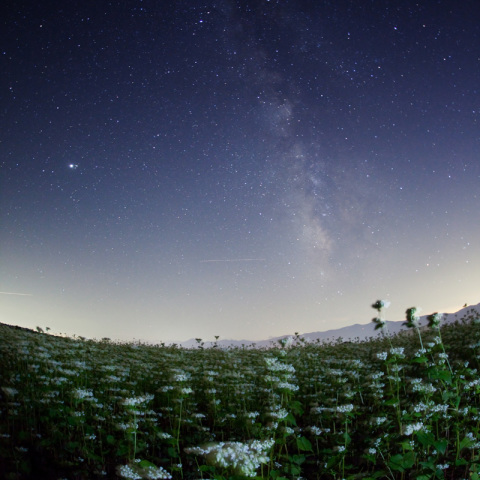 銀河の蕎麦花