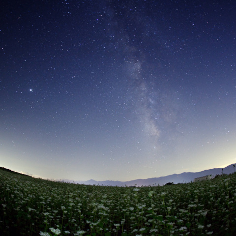天の川のソバ花