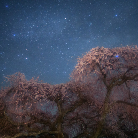 銀河の乙ケ妻しだれ桜
