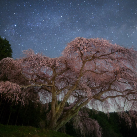 天の川の乙ケ妻しだれ桜