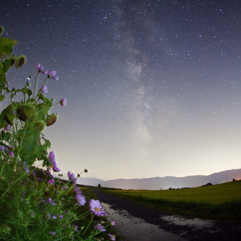 秋銀河の田道
