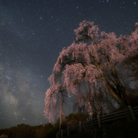 天の川の勝間薬師堂しだれ桜