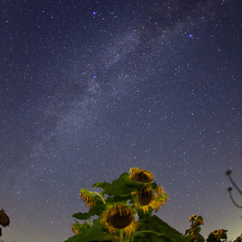 傾く向日葵の銀河