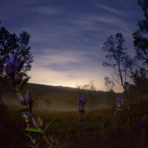霧湿原のリンドウ星