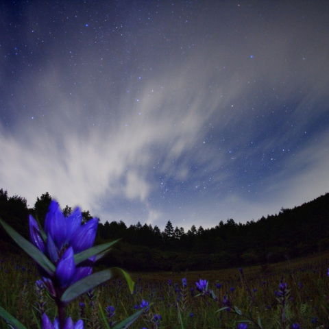 星夜のリンドウ群生