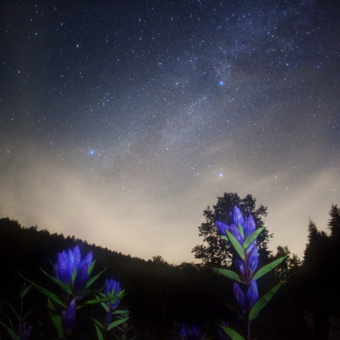 天の川のエゾリンドウ
