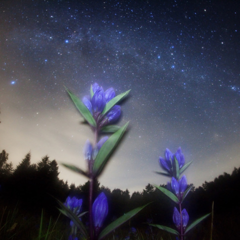 リンドウ咲く銀河鉄道