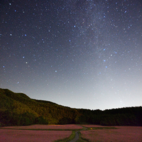 銀河へ続く赤ソバ路