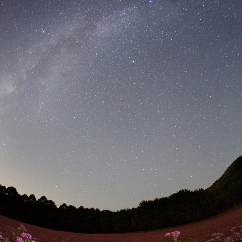 天の川の赤蕎麦