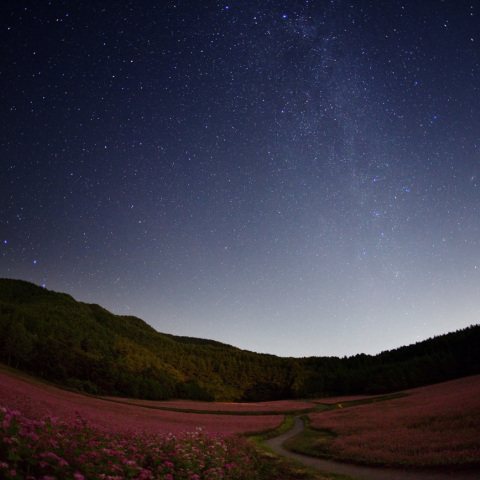 銀河の赤そば畑