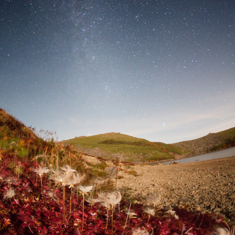天の川のチングルマ