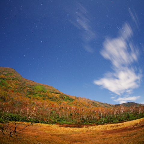 カシオペア昴のワタスゲ湿原