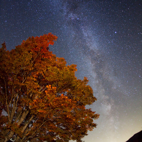 夏銀河の一の瀬大カエデ