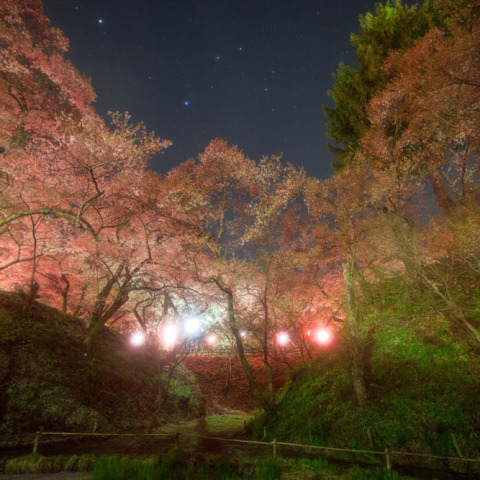 しし座の高遠城址桜