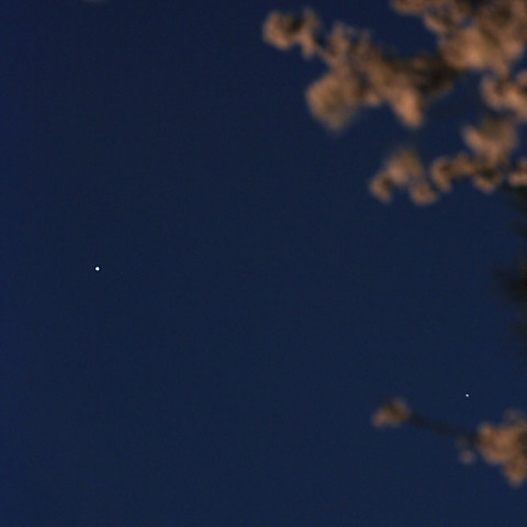 水星と金星、桜満開