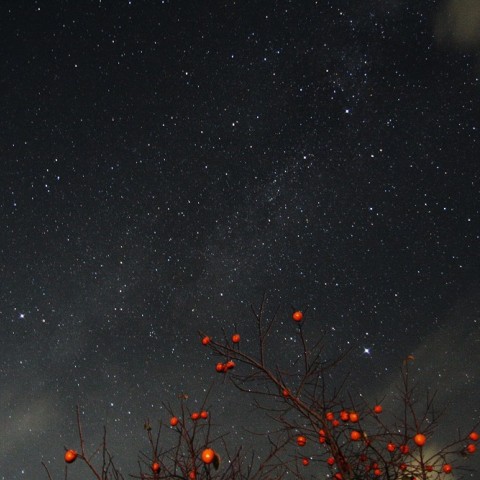 星柿（ほしがき）