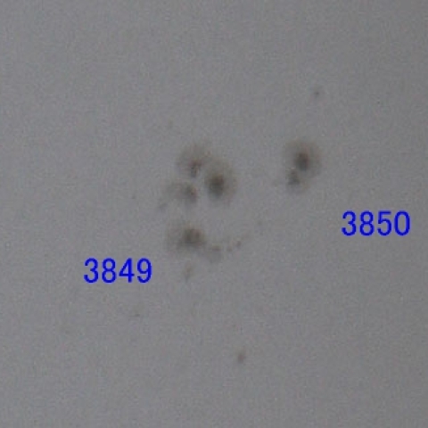 太陽黒点3849-50　241011