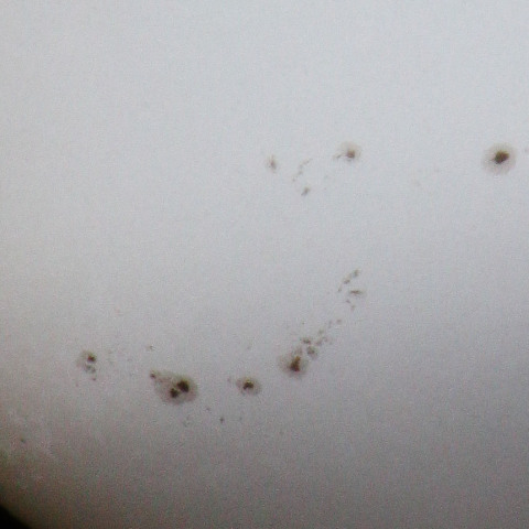 太陽面黒点群     241027