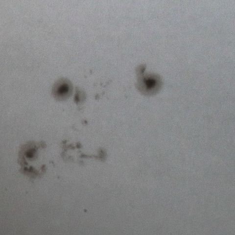 太陽黒点群　　241126