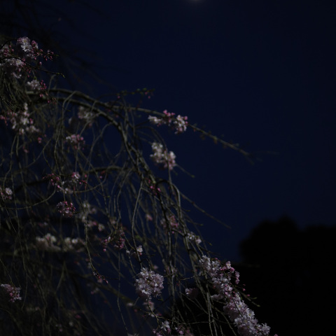 月見桜　　260329