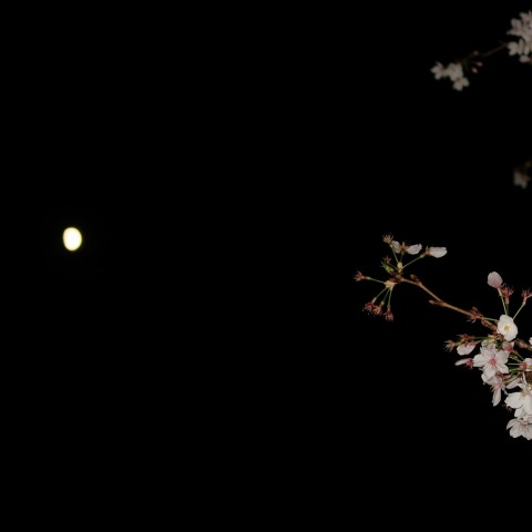 月見も花見も　230331