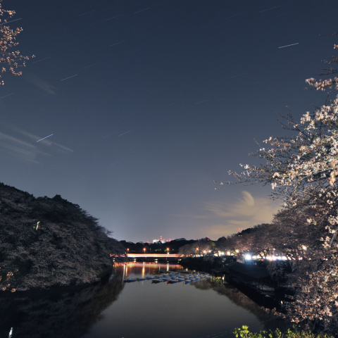 千鳥ヶ淵星景