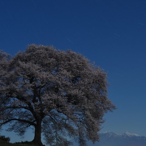 桜月夜