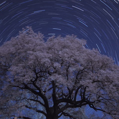 桜に回る(中央)