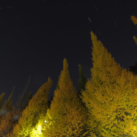 北天と銀杏並木