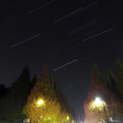 冬の星々と銀杏並木