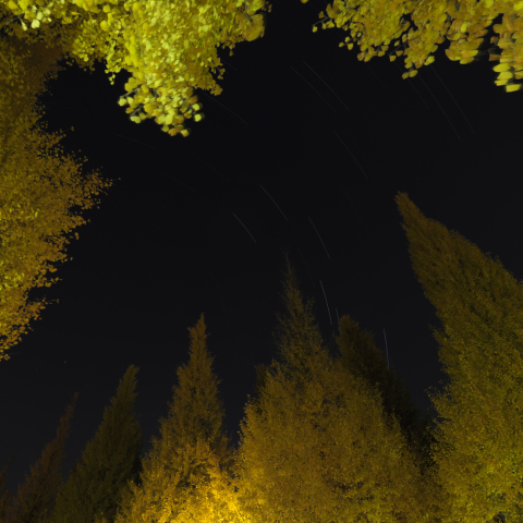 北斗七星と銀杏並木