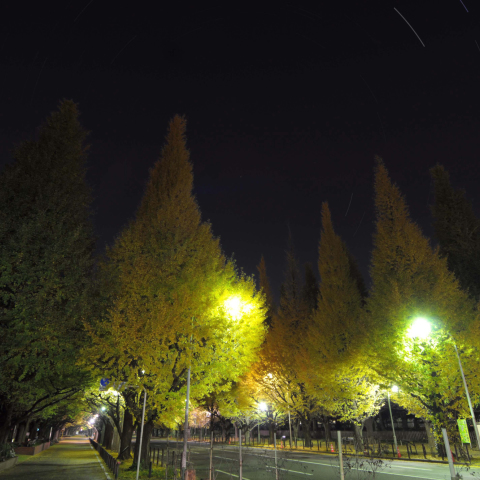 北天と銀杏並木