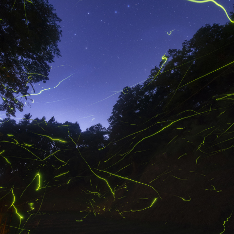 ホタルに囲まれて北斗七星を眺める