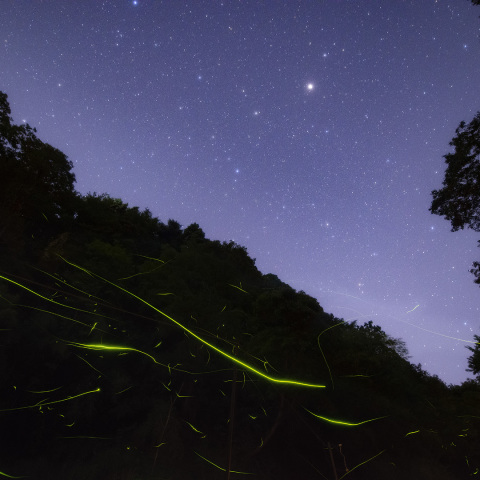 ホタルに囲まれて北斗七星を眺める
