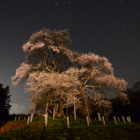 星降る戸津辺の桜