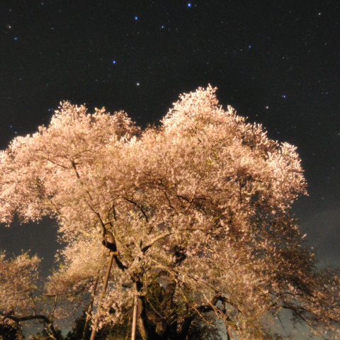 戸津辺の桜と北斗七星
