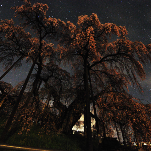 三春の滝桜星景