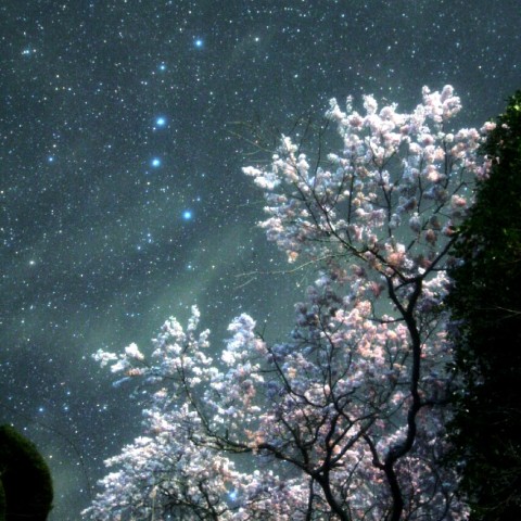 石橋正光屋敷跡地の桜と北斗七星