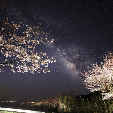 周防大島五条の千本桜と天の川