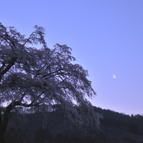月、金星と上発知のしだれ桜