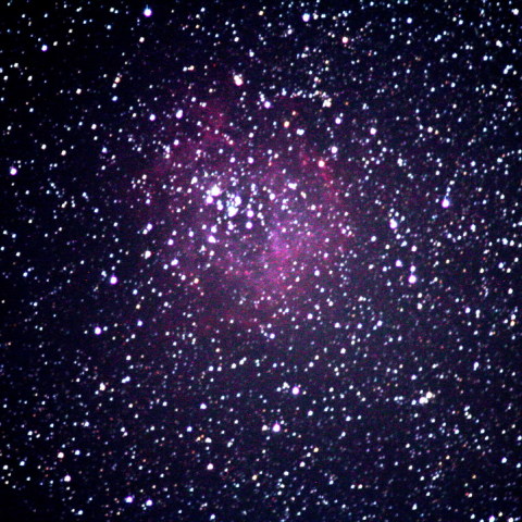 このバラ・・・むっちゃばらばらですwww