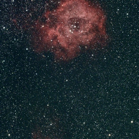 バラ星雲とバラの蕾