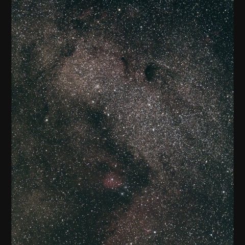 バンビの横顔  2024/06/07