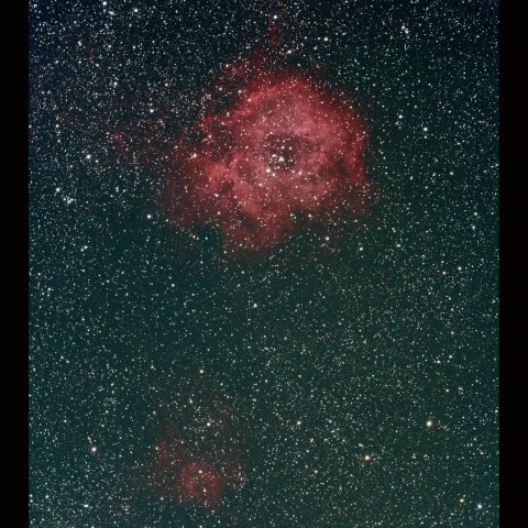 バラ星雲とバラの蕾　 2026/02/14