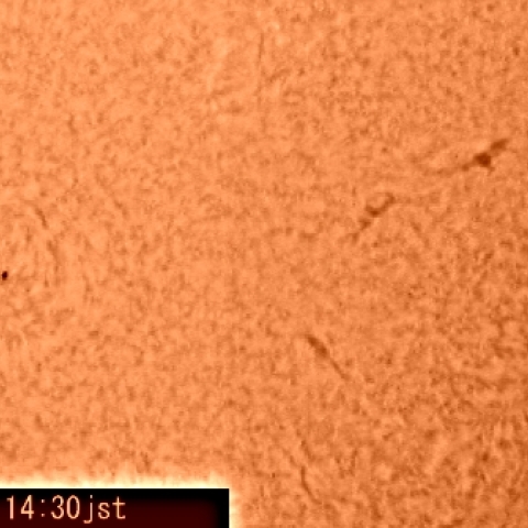 太陽面（Hα線）