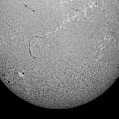 太陽（Ｈα）（白黒）