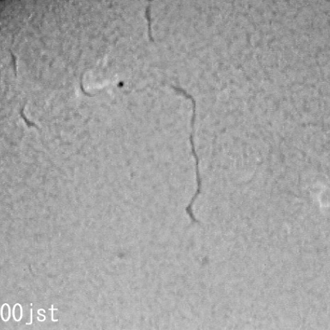 ダークフィラメント、２月５日